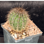 Carnegiea gigantea (saguaro) 5-inch pots
