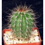 Carnegiea gigantea (saguaro) 4-inch pots