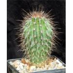 Carnegiea gigantea (saguaro) 5-inch pots