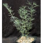 Cassia artemisioides one-gallon pots