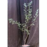 Cassia nemophila 2-gallon pots