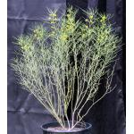 Cassia phyllodinea 5-gallon pots