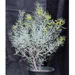 Cassia phyllodinea 5-gallon pots