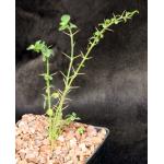 Catesbaea spinosa (FTBG2012, 0213) 5-inch pots