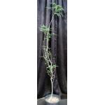 Ceiba acuminata 2-gallon pots