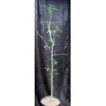 Ceiba acuminata 5-gallon pots