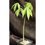 Ceiba insignis 5-inch pots