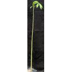 Ceiba insignis one-gallon pots