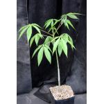 Ceiba insignis one-gallon pots