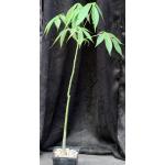 Ceiba insignis one-gallon pots