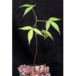 Ceiba speciosa 5-inch pots