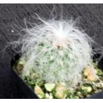 Cephalocereus senilis 2-inch pots