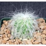 Cephalocereus senilis 4-inch pots
