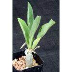Cephalopentandra ecirrhosa 2-inch pots