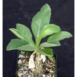 Cephalopentandra ecirrhosa 4-inch pots