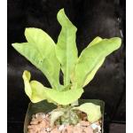 Cephalopentandra ecirrhosa 5-inch pots