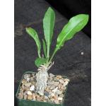 Cephalopentandra ecirrhosa 4-inch pots