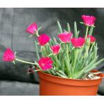 Cephalophyllum alstonii 6-inch pots