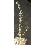 Ceraria fruticulosa (little-leaf form) 3-inch pots