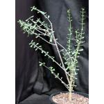 Ceraria fruticulosa 2-gallon pots