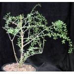 Ceraria fruticulosa 3-gallon pots