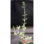 Ceraria fruticulosa 4-inch pots