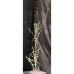 Ceraria fruticulosa (little-leaf form) one-gallon pots