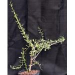 Ceraria fruticulosa one-gallon pots