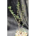 Ceraria fruticulosa 4-inch pots