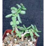 Ceraria pygmaea 4-inch pots