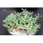 Ceraria pygmaea 6-inch pots