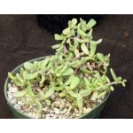 Ceraria pygmaea 6-inch pots
