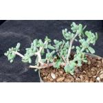 Ceraria pygmaea 6-inch pots