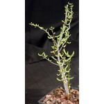 Ceraria fruticulosa (little-leaf form) 4-inch pots