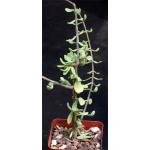 Ceraria fruticulosa 4-inch pots