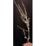 Ceraria fruticulosa one-gallon pots
