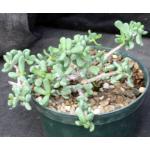 Ceraria pygmaea 6-inch pots
