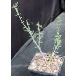 Ceraria fruticulosa (little-leaf form) 5-inch pots