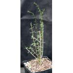 Ceraria fruticulosa one-gallon pots