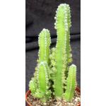 Cereus hildemannianus ssp. uruguayanus 4-inch pots