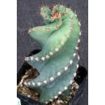 Cereus forbesii (spiraling) 3-inch pots