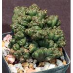 Cereus forbesii ‘monstrose‘ 'Ming Thing' 3-inch pots