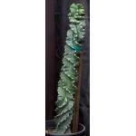 Cereus forbesii (spiraling) 3-gallon pots