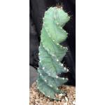 Cereus forbesii (spiraling) one-gallon pots