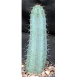 Cereus hankeanus 5-inch pots