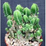 Cereus hildemannianus ssp. uruguayanus 4-inch pots