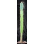 Cereus peruvianus 2-gallon pots