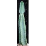 Cereus peruvianus 3-gallon pots