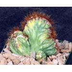 Cereus peruvianus (variegated crests) 4-inch pots