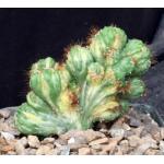 Cereus peruvianus (variegated crests) 5-inch pots